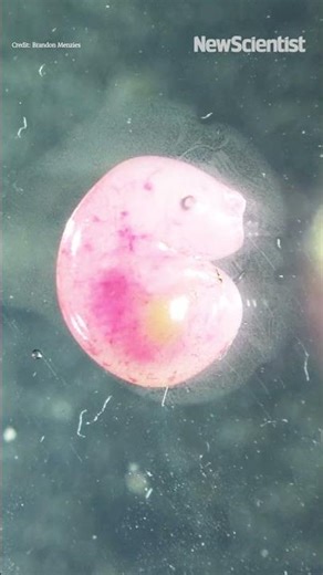 Newborn marsupials seen crawling to mother's pouch for the first time