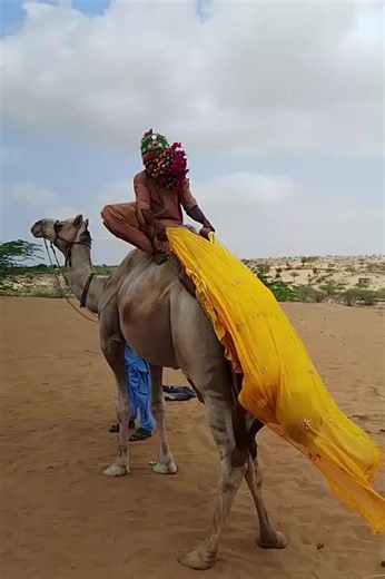 Incredible Camel Facts, Camel Adventures Uncovered, Meet the Mighty Camel#camel #animalfacts #wildlife #creaturefeature #camelsoftiktok