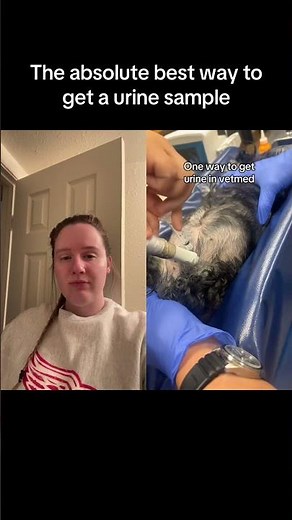 Cystocentesis on animals in a veterinary capacity #vetmed #animalhealth #cat #dog #reels #veterinary