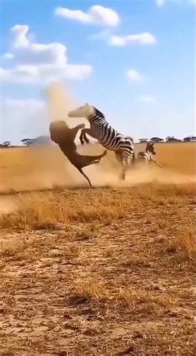 Can a Lion Catch a Baby Zebra? This Stallion’s Kick Changes Everything!
