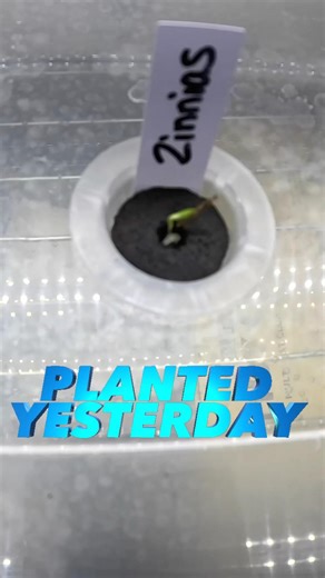 Seeds Sprouting in 24 Hours?! 🌱 Hydroponics is Amazing