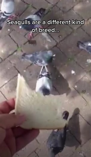 Bread Thieving Seagull Caught on Camera
