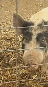 “The Easiest Pig Pen Build Ever (No Experience Needed!)”