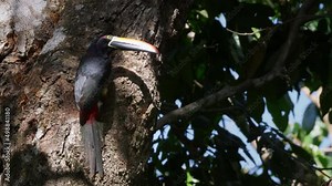 a close view of a fiery-billed aracari building a nest hollow in a tree at manuel antonio national park of costa rica