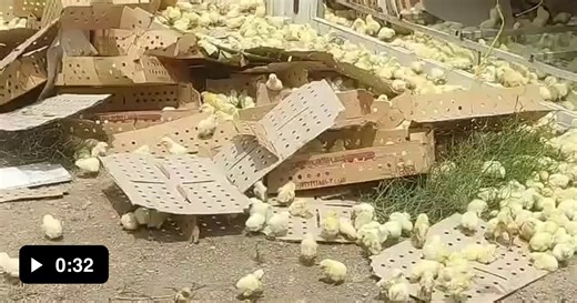 Truck carrying chicks rolls over spilling out livestock - Video