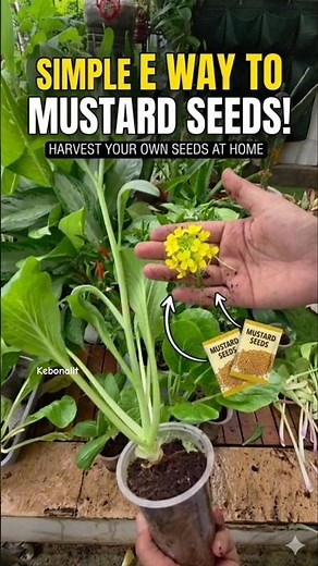 NEVER BUY SEEDS AGAIN! Easy Mustard Seed Harvest From Your Garden 🌼🌱