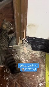 Noha Flower on Reels