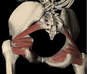 Deep Rotators of the Hip