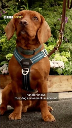 THE WIMBLEDON SEARCH DOGS JUST STOLE THE SHOW! 🐶🎾
