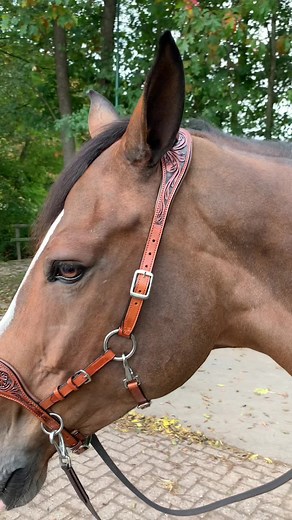 Meet our newest bitless bridle, the Maddy Sidepull! An elegant western bitless bridle 🤠