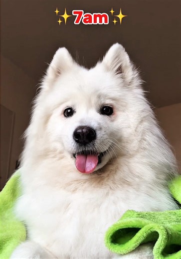 A Day in the Life of Shiro the Samoyed