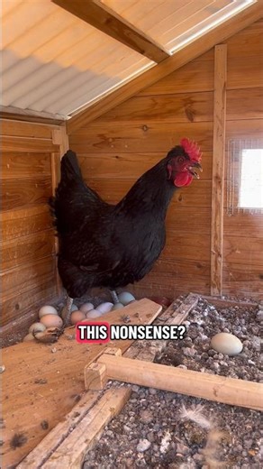 Show someone this video if they think hens will be quiet 😂🐓