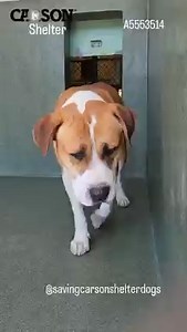 2.5K views · 121 reactions | Adopted  A5553514 ✰ REMY Jennifer -...