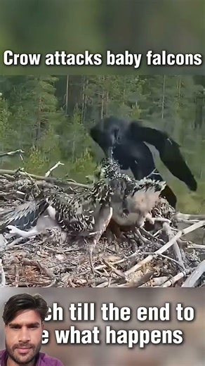 crow attack falcon baby #trending #viral #youtube #shortvideos