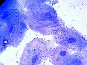 microscopy - human cheek cells