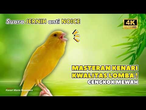 Kenari GACOR NGEREK‼️ Masteran Kenari PAUD dan Pancingan Kenari MACET BUNYI