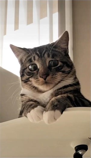 Do Cats Know It’s Them in the Mirror? 🪞🐱 #catshorts