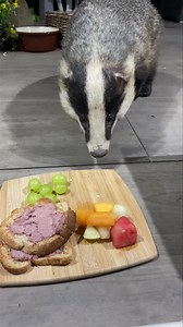 Volume up! Mr Lumpy day today and listen to those little sniffs 😍🦡🐾🐾❤️ | Mr Lumpy & Friends.