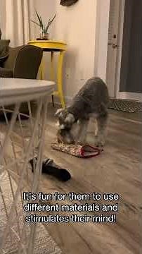 DIY brain games for dogs