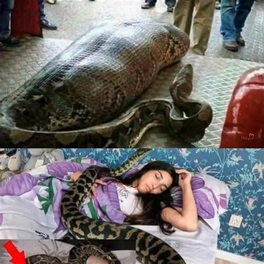 1.2M views · 854 reactions | Woman slept with her Python every night, until the worst happened...see more | Great Creation | Facebook