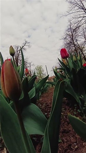 Spring Awakening: A Visual Journey Through Blossoms & Forest Whispers | Conte Zumma Domein