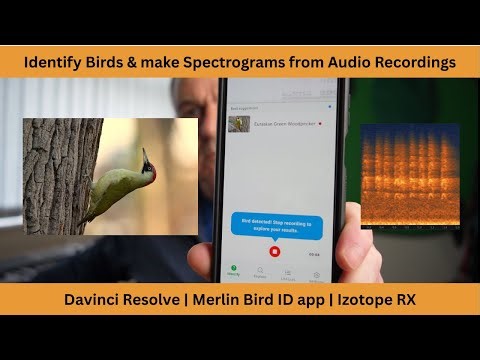How to Identify, Isolate and make Spectrograms of Birds Sounds from audio recordings