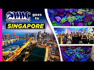WWC Takes a Tour of Aquarium Stores in Singapore