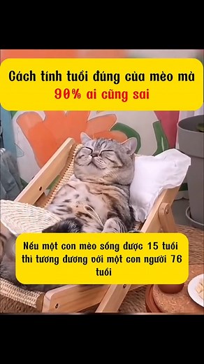 631K views · 8.3K reactions | Mấy sen đã biết tính tuổi của mèo chưa #xuhuong #pet #fyp #catsoftiktok #meo #tips #leanontiktok #nuoimeo #jff | JIN Pet | Facebook