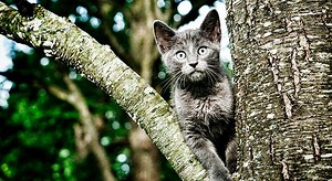 Comment éviter que les chats grimpent aux arbres ?