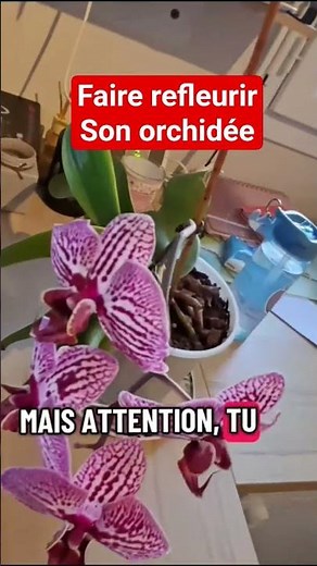 astuce pour faire refleurir son orchidée #jardin #jardinage #potager #agriculture #orchidee