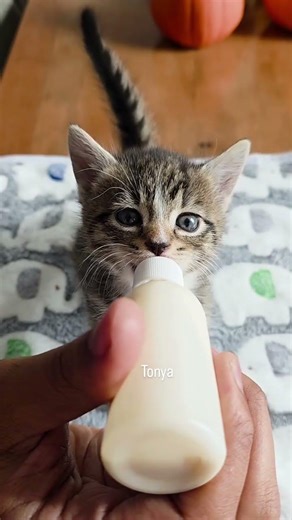 Ear wiggle race 💨 #cat #kitten #cutecat #funnycats