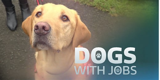 Dogs with Jobs - Latest From ITV News