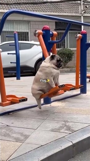 Funny Pugs Doing the Goofiest Things