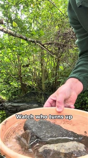 Add a Mini Wildlife Water Station