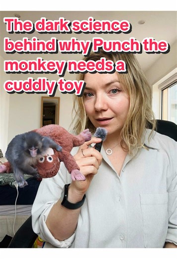 The Dark Science Behind Punch the Monkey's Cuddly Toy