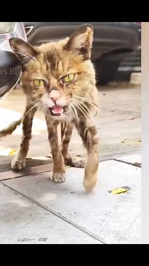 A hungry cat meets a kind man | Channel 20s