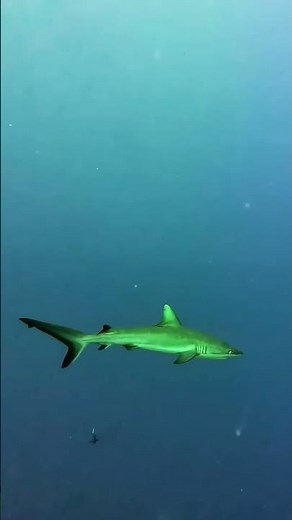 Grey reef shark