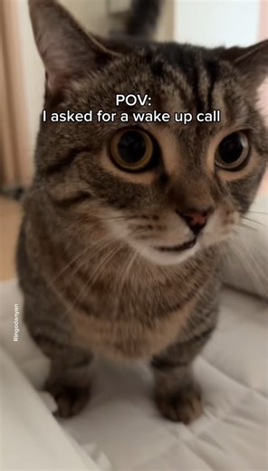 My cat controls my mornings and I’m not complaining