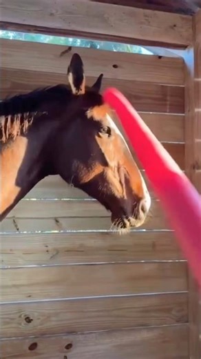 Why You Should Tap Your Horse With A Pool Noodle #goodtoknow #vet #medicine #lifehack #educational