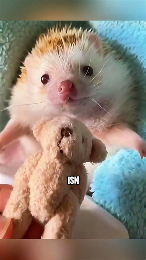 El increíble secreto de los erizos: ternura, confianza y curiosidades 🦔💕 #shortsfeed #betrayal