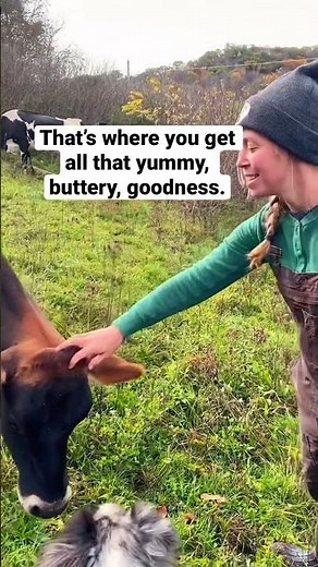 Dairy Farming with Jersey Cows #shorts