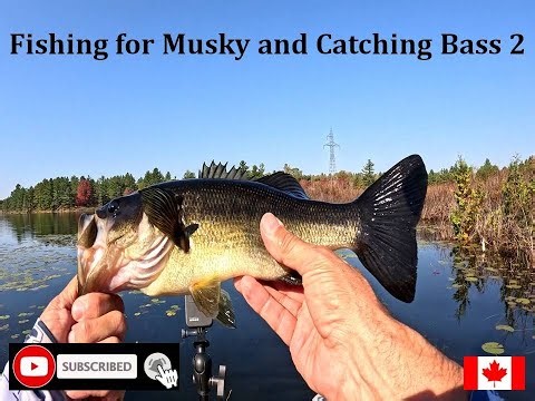 Fishing for Musky and Catching Bass (Part 2) #bassfishing #pikefishing #muskyfishing #supfishing