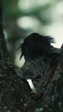 This Mustache Monkey Did Something Incredible ❤️ #monkey #kindness #animals