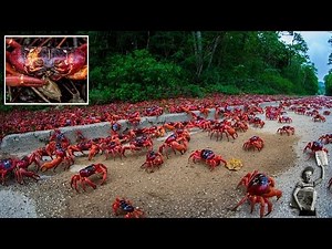 Amazing footage shows millions of red crabs migrating in Christmas Island