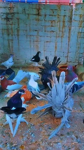 Most Beautiful Fancy Pigeons in the World | Rare Breeds Collection 2025 | Kabootar Lovers Must Watch