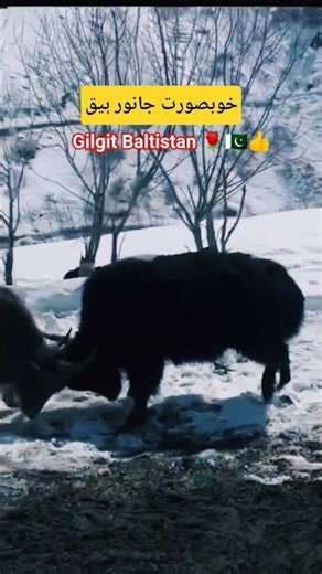 YaK Beautiful Animal Baltistan Mountain 18 February 2026
