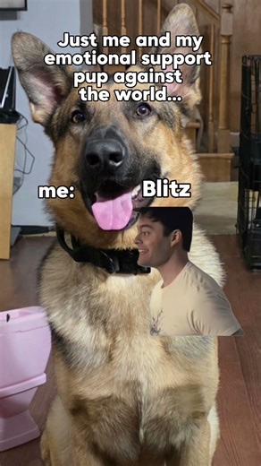 Emotional Support #germanshepherd #K9 #emotionalsupportdog #emotionalsupport