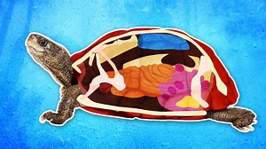 This is what's inside a turtle shell. | Insider Science