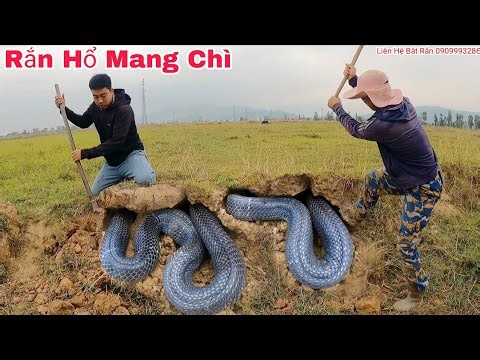 Hai Anh Em Truy Tìm Dấu Vết Của 1 Con Rắn Hổ Mang Nặng 5kg Khiến Cô Nông Dân Hoảng Sợ Bỏ Chạy
