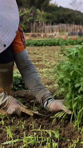 manual harvesting of celery vegetables with a sharp knife to make it look very neat clean results